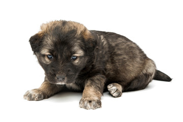 Puppy isolated