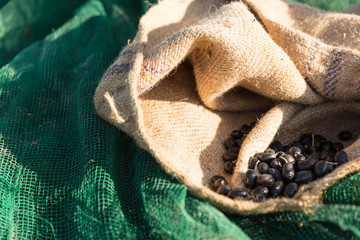 Raccolta olive