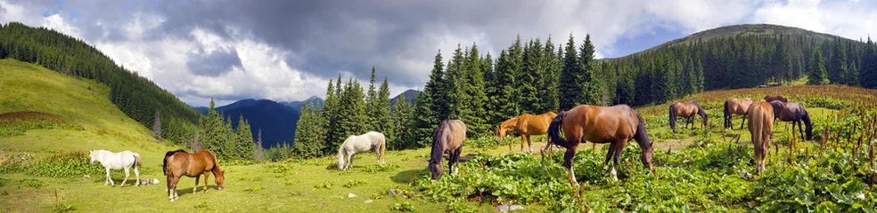 Fotobehang Carpathian mustangs in Gorgany © panaramka