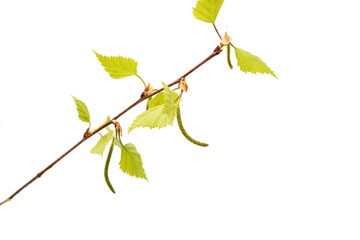Birch branch with young leaves