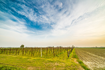 Fototapeta premium vineyards near small young seedlings