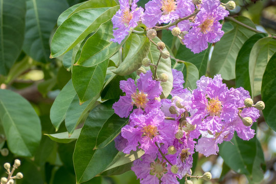 Queens crape myrtle flowers or Queen's flower, Lagerstroemia