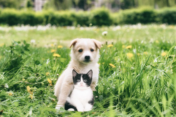 Puppy and kitten in grass