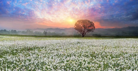 Photo sur Aluminium Muguet Daffodils at sunrise