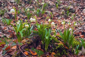 Winter flowers of spring