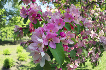 Obraz premium Delicate Sakura color