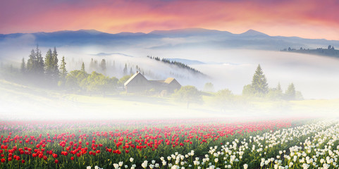 Field of tulips in the Carpathians