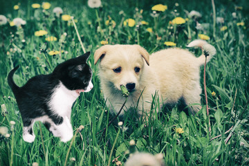 Puppy and kitten in grass