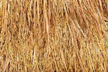 paddy, unmilled rice, bundle of rice on the rice field after har
