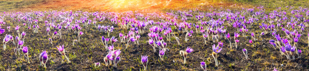 Obraz premium Sleep - Grass, the spring chamber