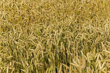  grow ripe cereals