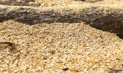 wood shavings. close-up  