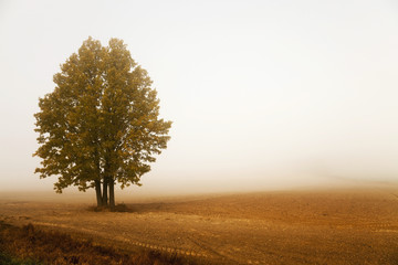 Obraz na płótnie Canvas Morning fog, autumn 