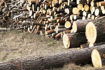 harvesting hardwood logs  