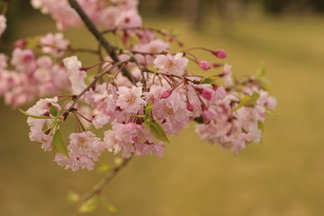 Fototapeta premium 桜の花