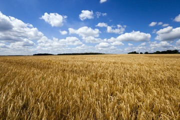  harvest ripe yellow cereals