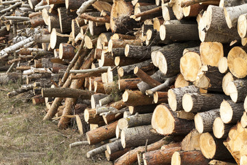 timber. forest. Spring  