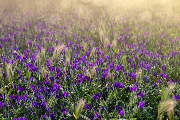 Fototapeta premium Campo fiorito