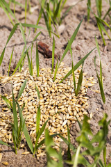 field with cereals 