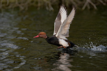 Fototapeta premium Red-crested Pochard, Netta rufina