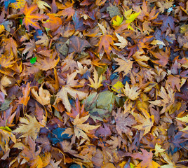 Autumn leaves
