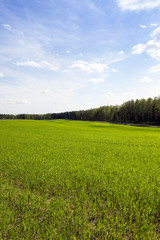 cereal field in spring  