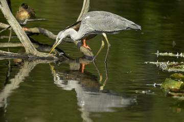 Héron cendré, Ardea cinerea