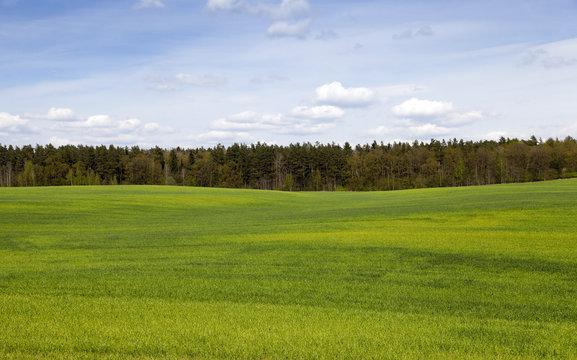wheat field in spring 