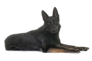 black german shepherd