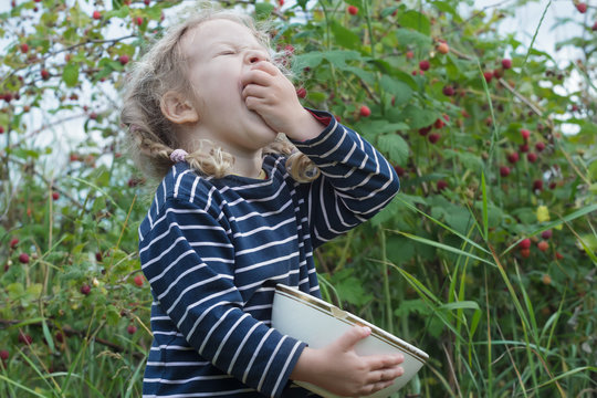 Blonde little girl with screwed up eyes and pigtails putting red garden raspberries in mouth