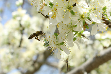 On a sunny day the bee drinks nectar from a flower