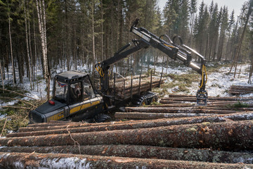 Woodworking. Logger loads harvested trunks