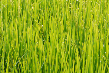A Scenic Shot of a Paddy Field