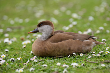 Red-crested Pochard, Netta rufina