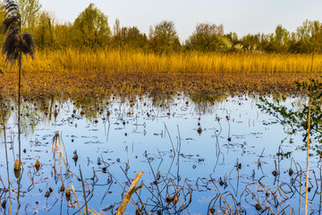 bare lotus pond