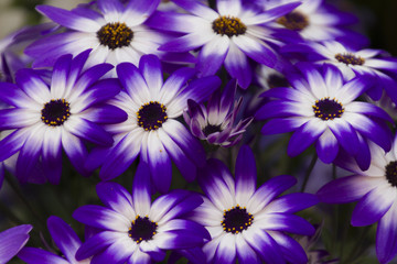 Obraz premium daisies in spring