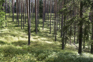 Naklejka premium Wild evergreen summer forest in sunlight