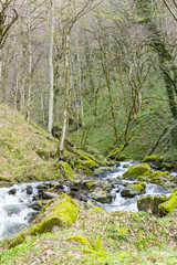 Fototapeta na wymiar View of mountain forest river