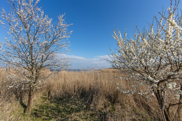 blüte am bodden