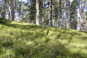 Obraz premium Wild evergreen forest in sunlight