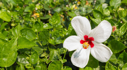 Hibiscus flowers