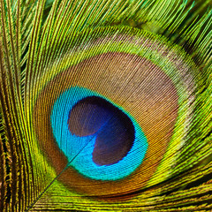 Obraz premium Peacock feather close up