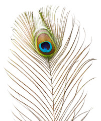 Obraz premium Peacock feather