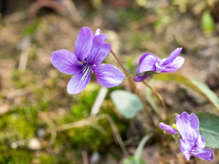 Heath violet