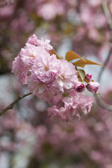 pink flower in spring