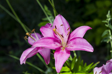 Floral Closeup with a Blurred Background