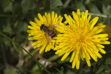 bee on dandelion