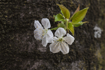 white flower on tree