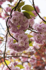 pink flower in spring