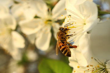 bee drinks nectar of flowering cherry blossoms